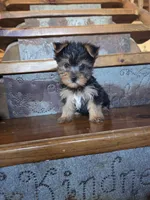 Drake, a male Yorkshire Terrier for sale in Rockville, IN – Photo 6 of 7