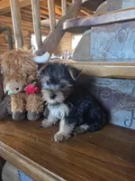 Drake, a male Yorkshire Terrier for sale in Rockville, IN – Photo 4 of 7