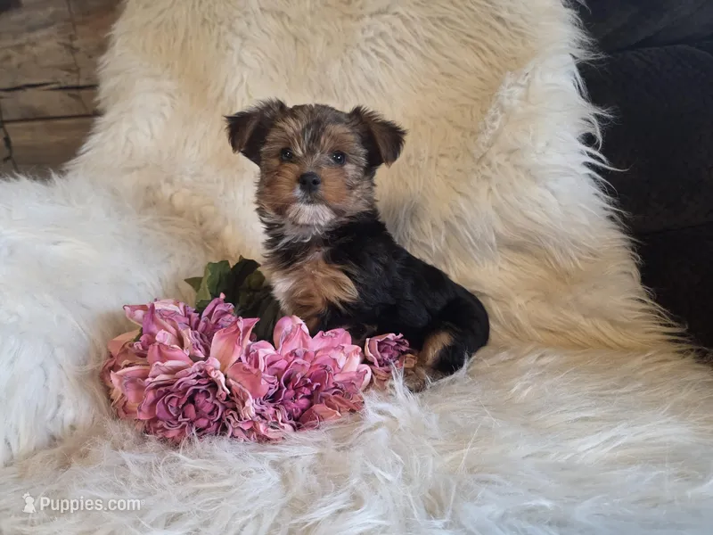 Carli SALE – Yorkshire Terrier puppy for sale in Crawfordsville, IN