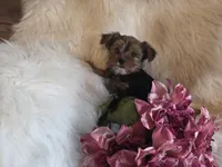 Carli SALE, a female Yorkshire Terrier for sale in Crawfordsville, IN – Photo 6 of 8