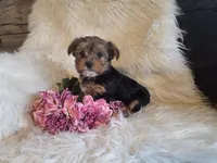 Carli SALE, a female Yorkshire Terrier for sale in Crawfordsville, IN – Photo 2 of 8