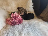 Carli SALE, a female Yorkshire Terrier for sale in Crawfordsville, IN – Photo 5 of 8