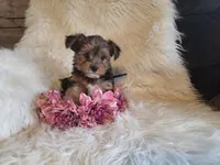 Carli SALE, a female Yorkshire Terrier for sale in Crawfordsville, IN – Photo 7 of 8