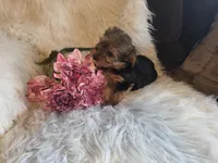 Carli SALE, a female Yorkshire Terrier for sale in Crawfordsville, IN – Photo 4 of 8