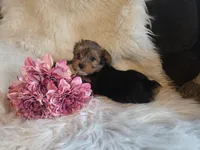 Carli SALE, a female Yorkshire Terrier for sale in Crawfordsville, IN – Photo 8 of 8