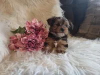 Carli SALE, a female Yorkshire Terrier for sale in Crawfordsville, IN – Photo 3 of 8