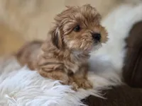 Sofie, a female Yorkshire Terrier for sale in Crawfordsville, IN – Photo 1 of 7