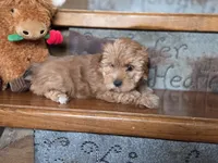 Sofie, a female Yorkshire Terrier for sale in Crawfordsville, IN – Photo 7 of 7