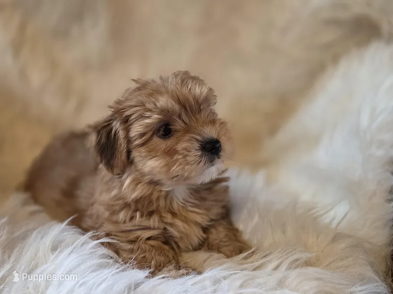 Sofie – Yorkshire Terrier puppy for sale in Crawfordsville, IN