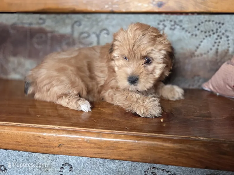 Sofie – Yorkshire Terrier puppy for sale in Crawfordsville, IN