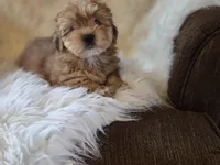 Sofie, a female Yorkshire Terrier for sale in Crawfordsville, IN – Photo 2 of 7