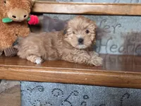 Sofie, a female Yorkshire Terrier for sale in Crawfordsville, IN – Photo 6 of 7