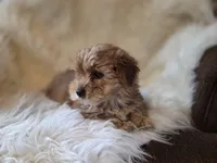 Sofie, a female Yorkshire Terrier for sale in Crawfordsville, IN – Photo 4 of 7