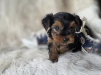 Cherish, a female Yorkshire Terrier for sale in Crawfordsville, IN – 3 of 6