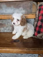 Victoria, a female Cavalier King Charles Spaniel and Poodle - Toy  for sale in Crawfordsville, IN – Photo 5 of 10