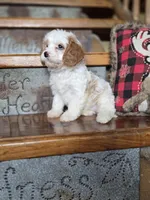 Victoria, a female Cavalier King Charles Spaniel and Poodle - Toy  for sale in Crawfordsville, IN – Photo 10 of 10
