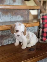 Victoria, a female Cavalier King Charles Spaniel and Poodle - Toy  for sale in Crawfordsville, IN – Photo 2 of 10