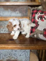 Victoria, a female Cavalier King Charles Spaniel and Poodle - Toy  for sale in Crawfordsville, IN – Photo 3 of 10