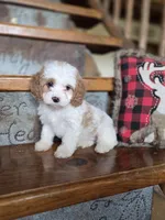 Victoria, a female Cavalier King Charles Spaniel and Poodle - Toy  for sale in Crawfordsville, IN – Photo 7 of 10