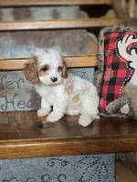 Victoria, a female Cavalier King Charles Spaniel and Poodle - Toy  for sale in Crawfordsville, IN – Photo 8 of 10
