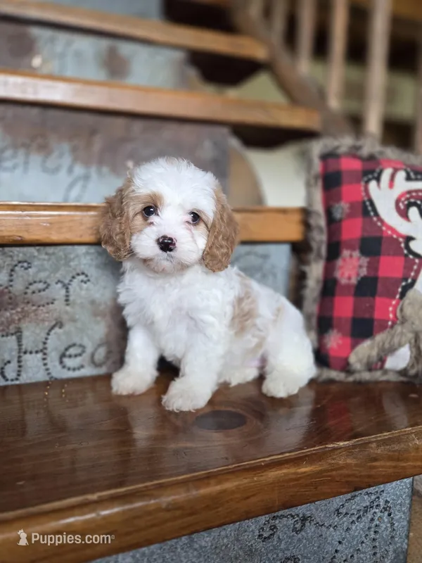 Victoria – Cavalier King Charles Spaniel, Poodle - Toy  puppy for sale in Crawfordsville, IN