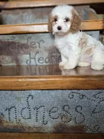 Victoria, a female Cavalier King Charles Spaniel and Poodle - Toy  for sale in Crawfordsville, IN – Photo 9 of 10