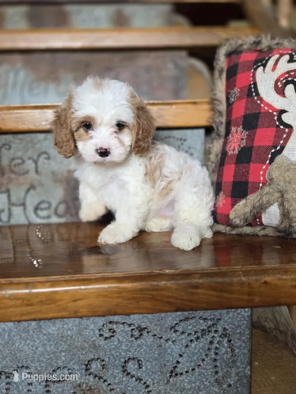 Victoria – Cavalier King Charles Spaniel, Poodle - Toy  puppy for sale in Crawfordsville, IN