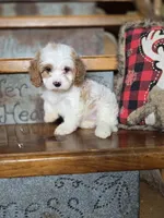 Victoria, a female Cavalier King Charles Spaniel and Poodle - Toy  for sale in Crawfordsville, IN – Photo 1 of 10