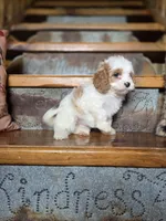 Victoria, a female Cavalier King Charles Spaniel and Poodle - Toy  for sale in Crawfordsville, IN – Photo 6 of 10