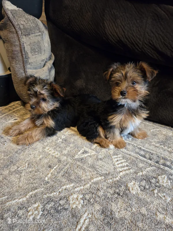 Carli  – Yorkshire Terrier puppy for sale in Crawfordsville, IN