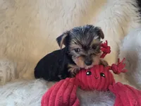 Tyke, a female Yorkshire Terrier for sale in Crawfordsville, IN – 8 of 10