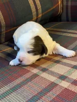 Lilly, a female Shihpoo for sale in Rockville, IN – Photo 8 of 9