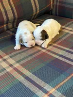 Lilly, a female Shihpoo for sale in Rockville, IN – Photo 2 of 9