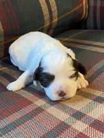 Lilly, a female Shihpoo for sale in Rockville, IN – Photo 9 of 9