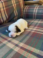 Lilly, a female Shihpoo for sale in Rockville, IN – Photo 7 of 9