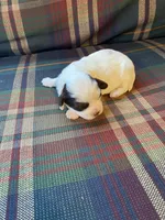 Lilly, a female Shihpoo for sale in Rockville, IN – Photo 3 of 9