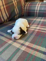 Lilly, a female Shihpoo for sale in Rockville, IN – Photo 6 of 9