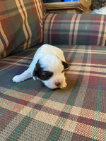Lilly, a female Shihpoo for sale in Rockville, IN – Photo 1 of 9