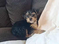 Tootsie, a female Yorkshire Terrier for sale in Crawfordsville, IN – 2 of 8
