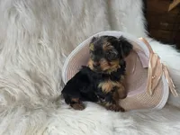Cheyenne , a female Yorkshire Terrier for sale in Crawfordsville, IN – 2 of 7