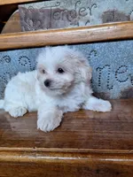 Clint, a male Yorkshire Terrier for sale in Rockville, IN – Photo 4 of 8