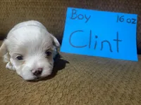 Clint, a male Yorkshire Terrier for sale in Rockville, IN – Photo 8 of 8