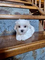Clint, a male Yorkshire Terrier for sale in Rockville, IN – Photo 3 of 8