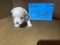 Clint, a male Yorkshire Terrier for sale in Rockville, IN – Photo 7 of 8