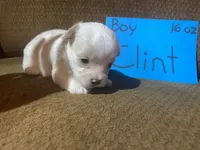 Clint, a male Yorkshire Terrier for sale in Rockville, IN – Photo 5 of 8
