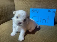 Clint, a male Yorkshire Terrier for sale in Rockville, IN – Photo 6 of 8