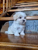Clint, a male Yorkshire Terrier for sale in Rockville, IN – Photo 2 of 8