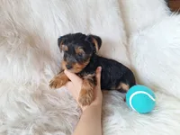 Chase, a male Yorkshire Terrier for sale in Crawfordsville, IN – 3 of 6