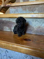 Rosie, a female Poodle - Miniature  for sale in Rockville, IN – Photo 5 of 6