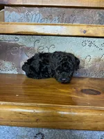 Rosie, a female Poodle - Miniature  for sale in Rockville, IN – Photo 2 of 6
